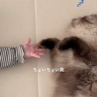 猫の手を触る子どもの手