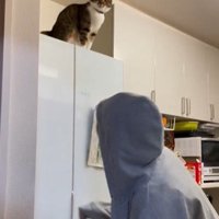 冷蔵庫の上に座っている猫とそれを見ている人