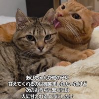 茶トラに毛づくろいされる子猫