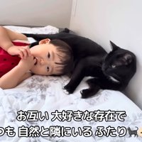 ベッドの上の猫と赤ちゃん