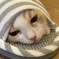 スリッパの中に顔を入れて落ち着いた表情になる子猫