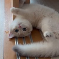 変な体勢の子猫