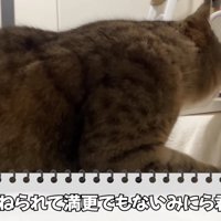 顔むにゅは満更でもなかったみにらくん