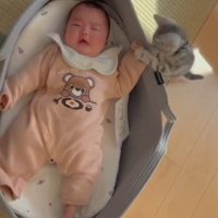 ベビーベッドで寝ている赤ちゃんの手にふれる子猫