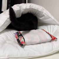 二度寝猫