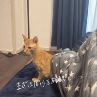 こたつから出て来た猫