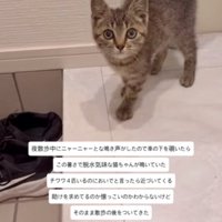 ベッドの近くにいる2匹の柴犬