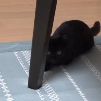 机の脚の後ろに隠れている猫