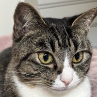 猫の顔のアップ