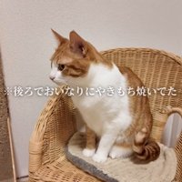 椅子に座っている猫