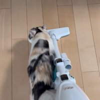 掃除機と並んで歩く三毛猫