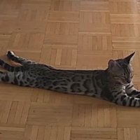 ペットカメラが撮影している猫
