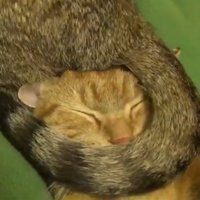 顔に巻きつき