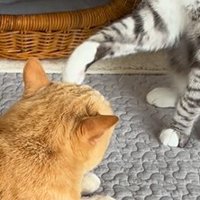 右足で茶トラ猫の頭を触るサバ白猫の前足