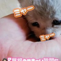 屋根裏から救い出された子猫