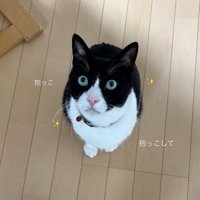 座って見上げる猫