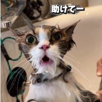 シャンプーをしている猫