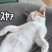 熟睡する猫