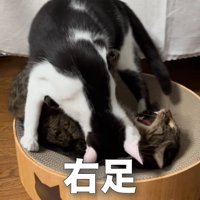 鳴いているキジトラ猫