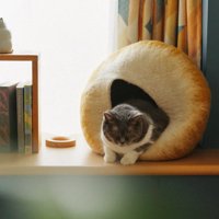 眠る猫
