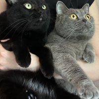 抱っこされる黒猫とブリティッシュショートヘア