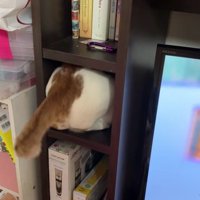 棚に入ろうとしている猫
