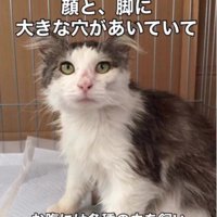座っている猫