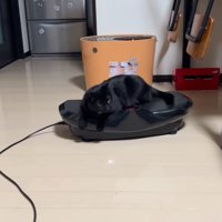 ブルブルマシンに乗る黒猫