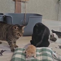 子猫の周りに集まる猫たち