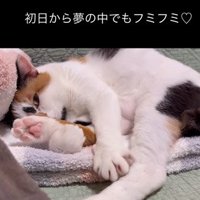 横になってふみふみする猫