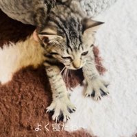 猫用ベッドを出ながら伸びをする子猫