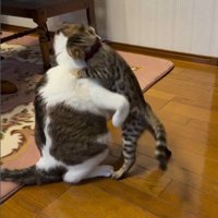 プロレスをしている2匹の猫