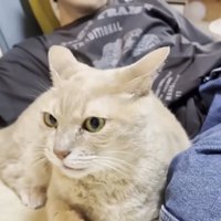 耳が横に開き気味の猫