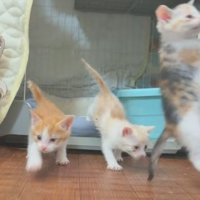 ケージから出る3匹