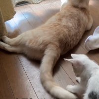 成猫のしっぽであそぶ子猫