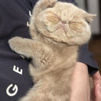 寝たままカンフーポーズをキメる子猫