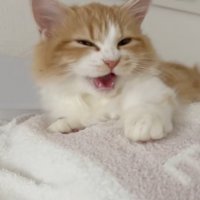 サイレントニャーをするマンチカン