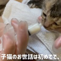 ミルクを飲む子猫