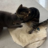 じゃれあっている猫たち