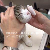 鼻の周りを拭いてもらう猫