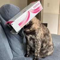 ティッシュの空き箱を被る猫2