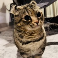 カーペットの上で飼い主を見るキンカロー