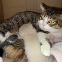 目を丸くする猫