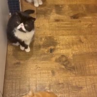 壁際に寄って列を作る3匹の猫
