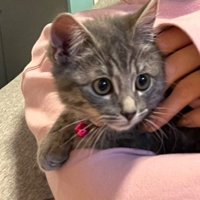 子猫を抱っこする飼い主