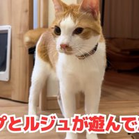 階段の上にいる猫
