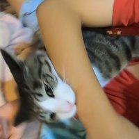 娘さんの腕にかみつく猫