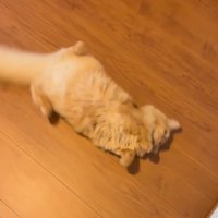 床に寝転がる猫