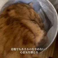 持ち上げられる猫