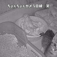 「ちょくちょくカメラ目線...」のテロップ写真
